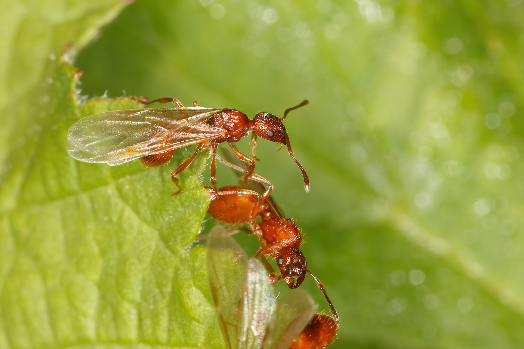 Myrmica sp